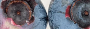 Component of AG1