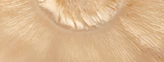 Component of AG1