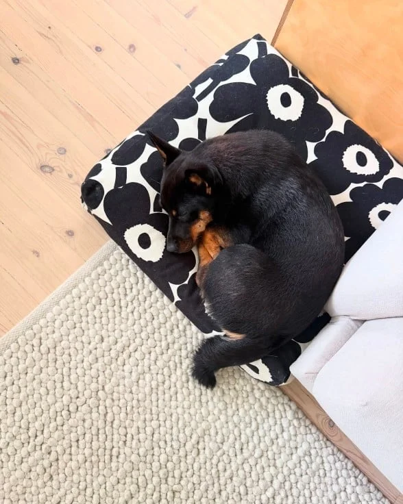 Black unikko fabric made into dog bed.