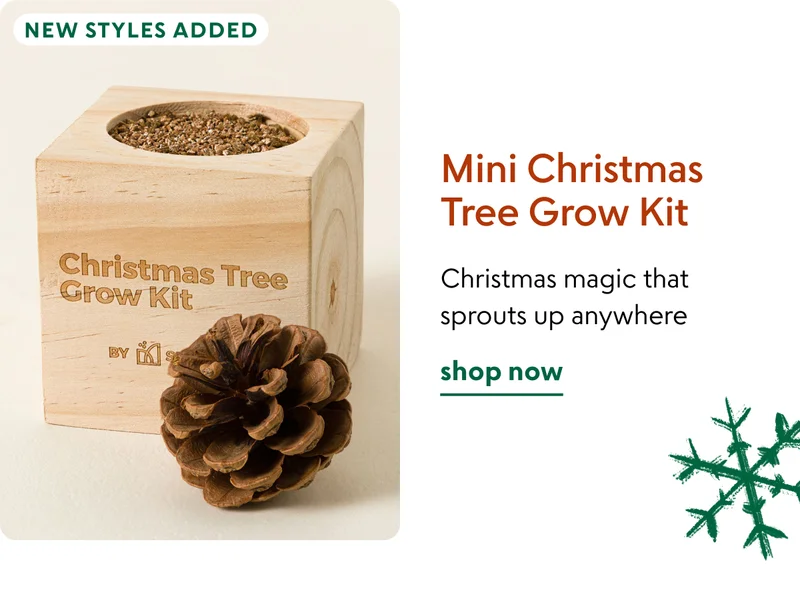 shop mini-christmas-tree-grow-kit