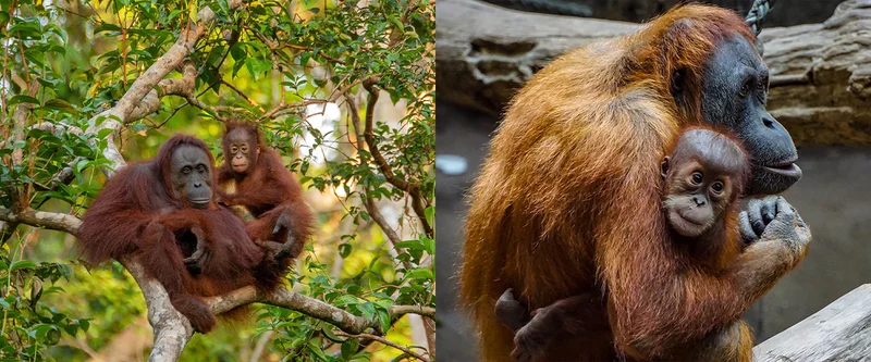 Sumatran Orangutan Society