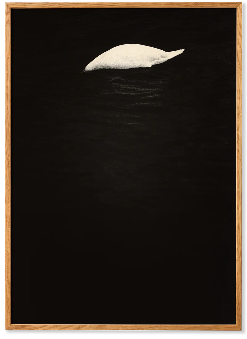 Swan