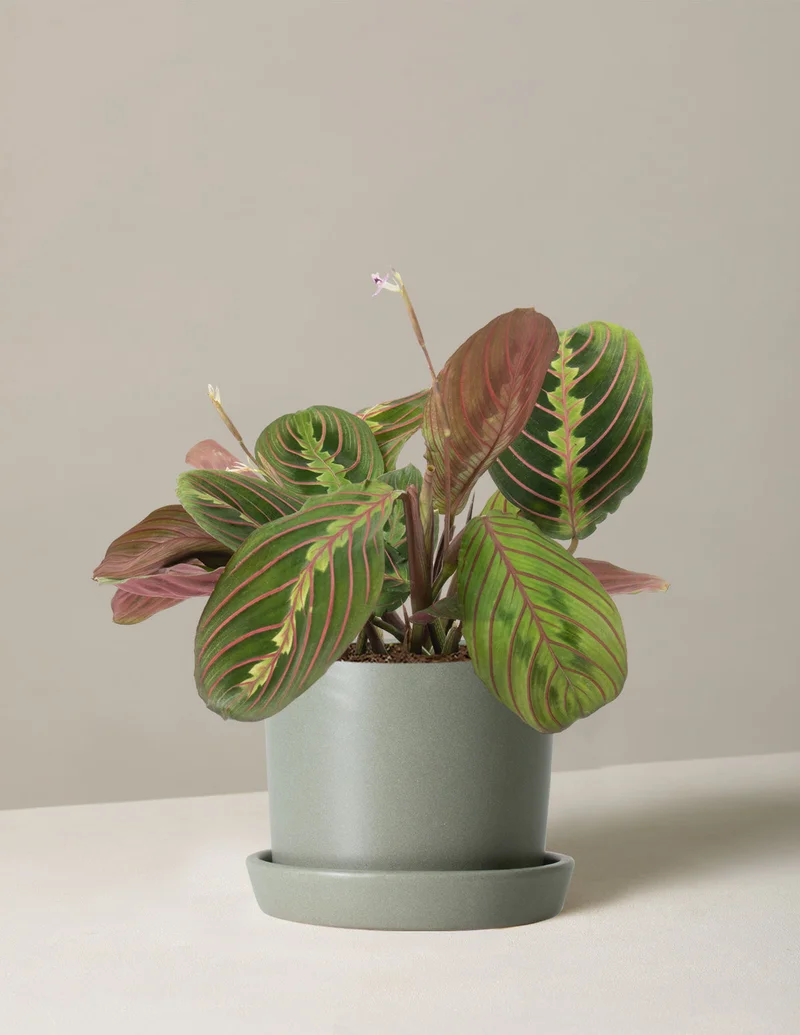 Image of Maranta Red