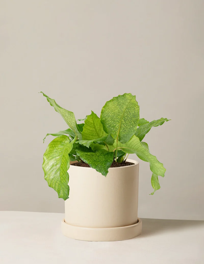 Image of Calathea Musaica