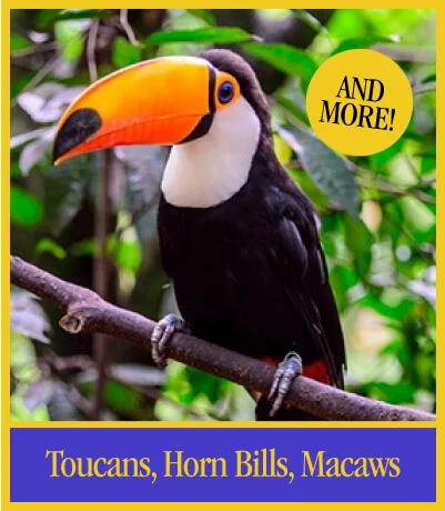 Toucans, Horn Bills, Macaws