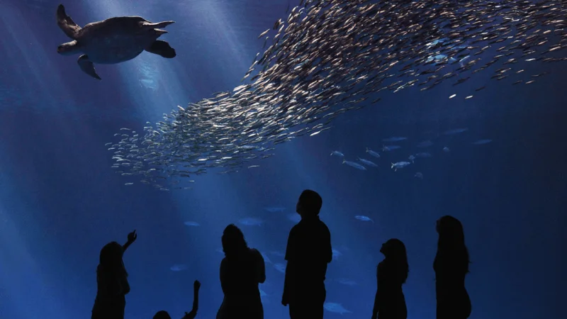 Image description: A family viewing the Open Sea exhibit at Monterey Bay Aquarium.