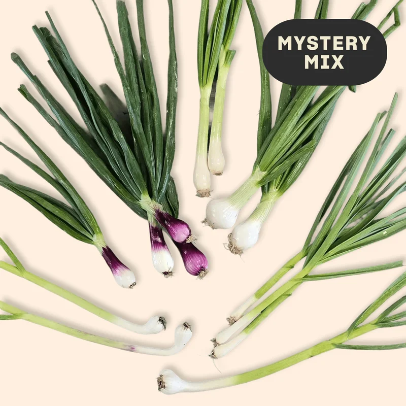 Organic Mystery Spring Alliums Organic Mystery Spring Alliums