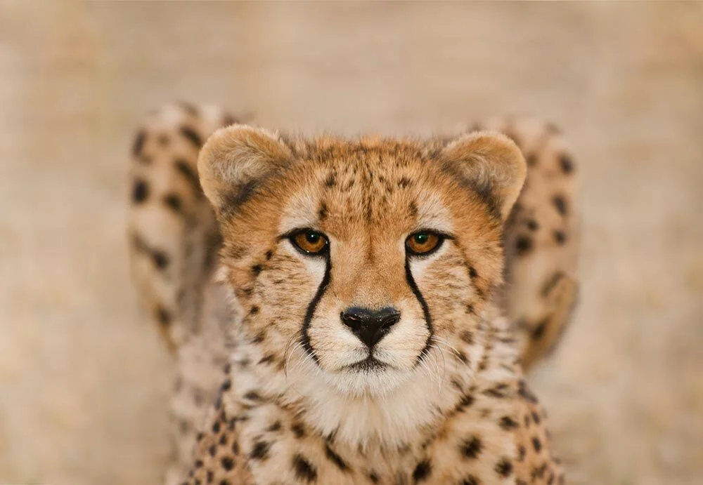 An image of a cheetah with a shallow depth of focus