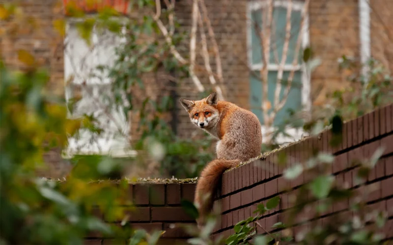 An urban red fox wanders on top of a brick wall.