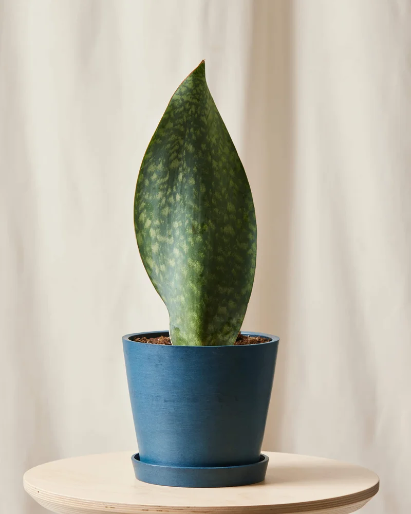 Image of Whale Fin Sansevieria