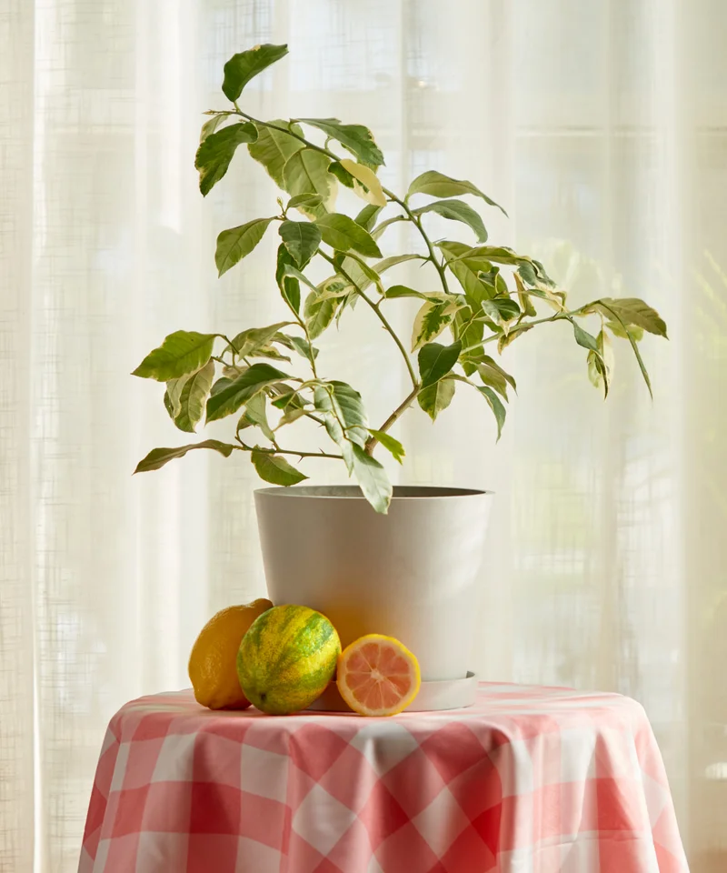 Image of Variegated Pink Lemon Tree