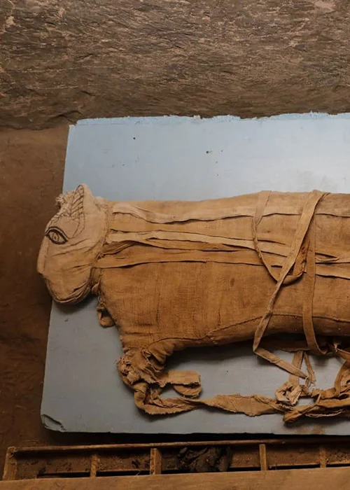 A lion mummy.