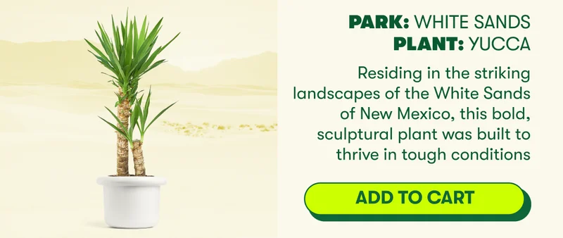 Park Name: White Sands Plant Name: Yucca  Residing in the striking landscapes of the White Sands of New Mexico, this bold, sculptural plant was built to thrive in tough conditions  [ADD TO CART]