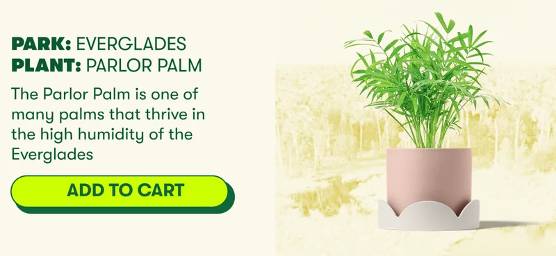 Park Name: Everglades Plant Name: Parlor Palm The Parlor Palm is one of many palms that thrive in the high humidity of the Everglades [ADD TO CART]