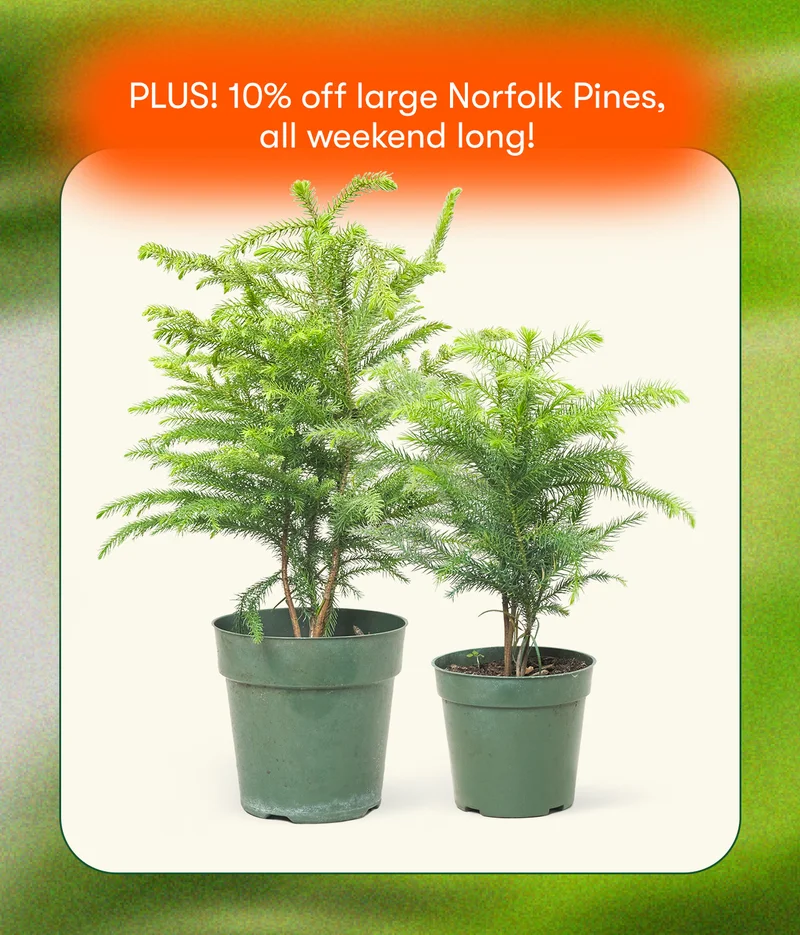 PLUS! 10% off large Norfolk Pines, all weekend long