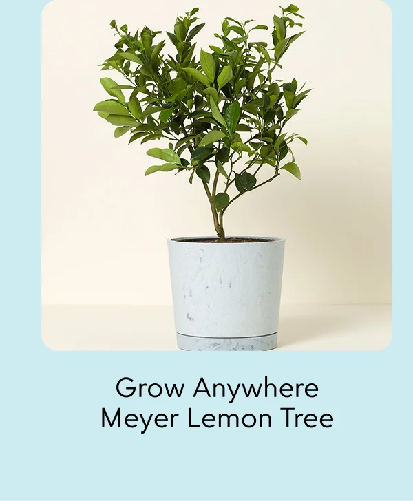 grow-anywhere-meyer-lemon-tree