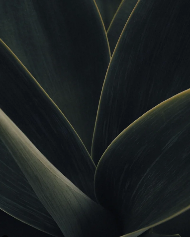 Close-up of a pretty pretty plant.