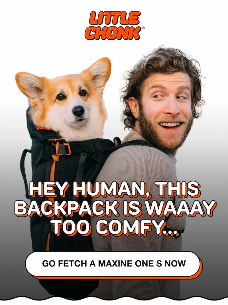 Let’s Hit the Road (Dog Edition)