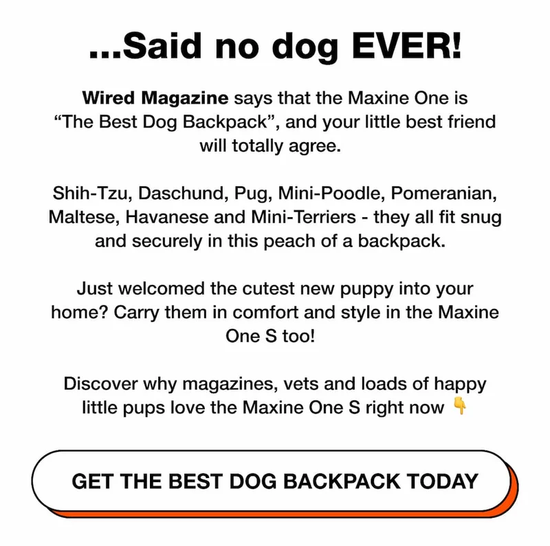 Get The Best Dog Backpack Today