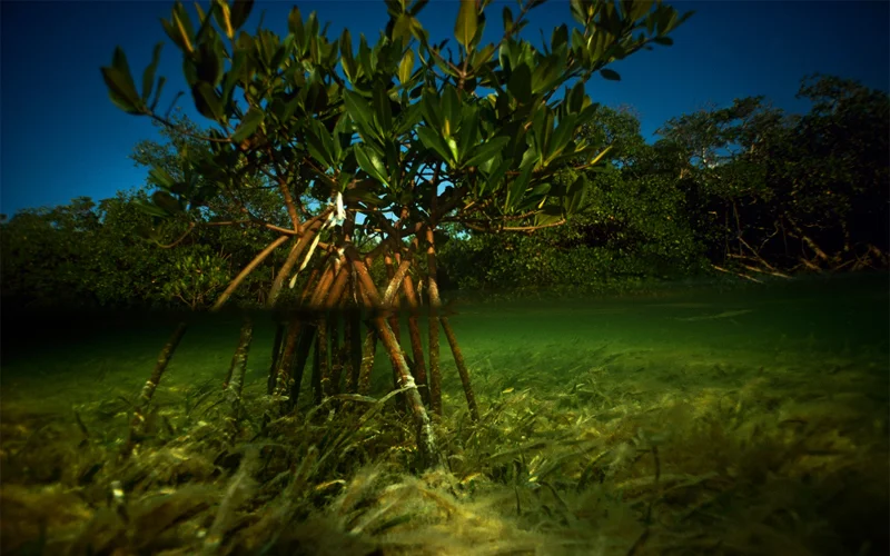 As a red mangrove tree matures, its prop roots take in oxygen and transmit moisture and nutrients to the trunk and branches. They may also trap silt and debris that aid in stabilizing the shoreline. As a red mangrove tree matures, its prop roots take in oxygen and transmit moisture and nutrients to the trunk and branches. They may also trap silt and debris that aid in stabilizing the shoreline.
