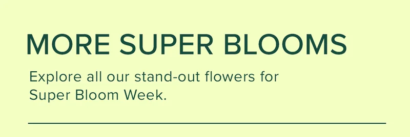 More Super Blooms. Explore all our stand-out flowers for Super Bloom Week. More Super Blooms. Explore all our stand-out flowers for Super Bloom Week.