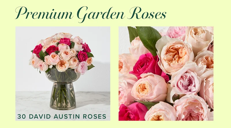Premium Garden Roses! Featured Bouq: 30 David Austin Roses Premium Garden Roses! Featured Bouq: 30 David Austin Roses