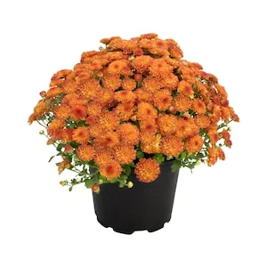 25% Off Select Outdoor Plants