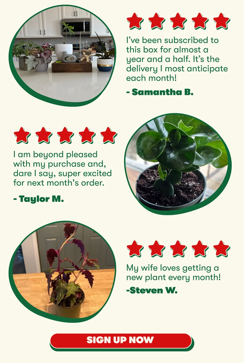 I’ve been subscribed to this box for almost a year and a half. It’s the delivery I most anticipate each month! - Samantha B. | I am beyond pleased with my purchase and, dare I say, super excited for next month's order. - Taylor M. | My wife loves getting a new plant every month! -Steven W. |  [SIGN UP NOW]