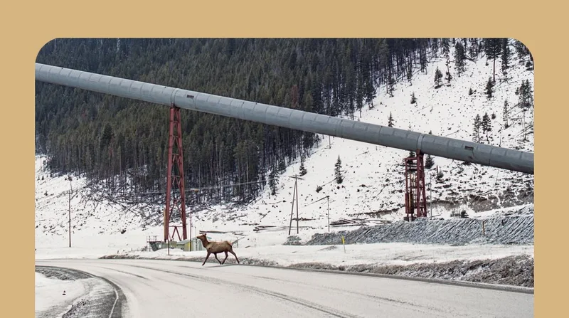 An elk crosses a snowy road that runs through a coal-mining site.