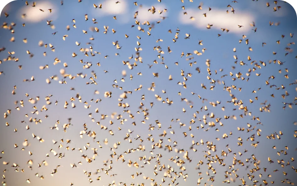 A thick swarm of winged insects blots out a blue sky.