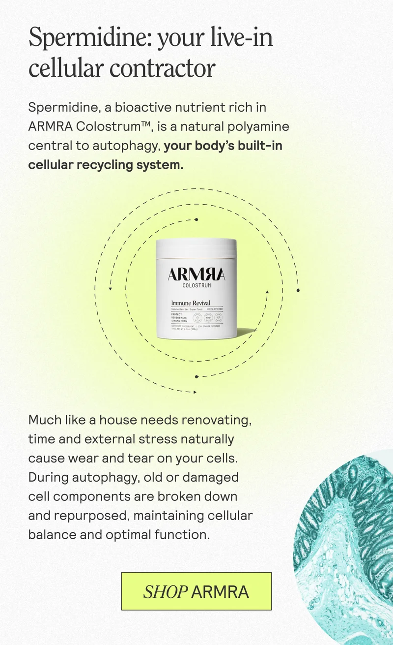 Spermidine: your live-in cellular contractor. Spermidine, a bioactive nutrient rich in ARMRA Colostrum™, is a natural polyamine central to autophagy, your body's built-in cellular recycling system. Much like a house needs renovating, time and external stress naturally cause wear and tear on your cells. During autophagy, old or damaged cell components are broken down and repurposed, maintaining cellular balance and optimal function. SHOP ARMRA