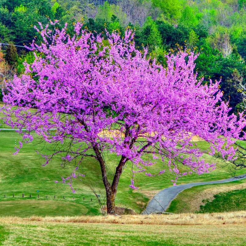Image of Eastern Redbud