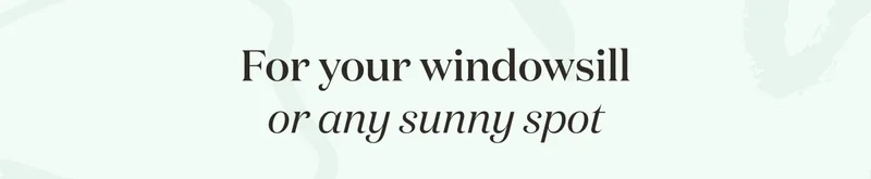 Flowering houseplants for your windowsill or any sunny spot