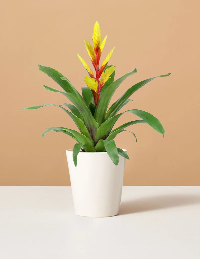 Image of Bromeliad Evita Yellow