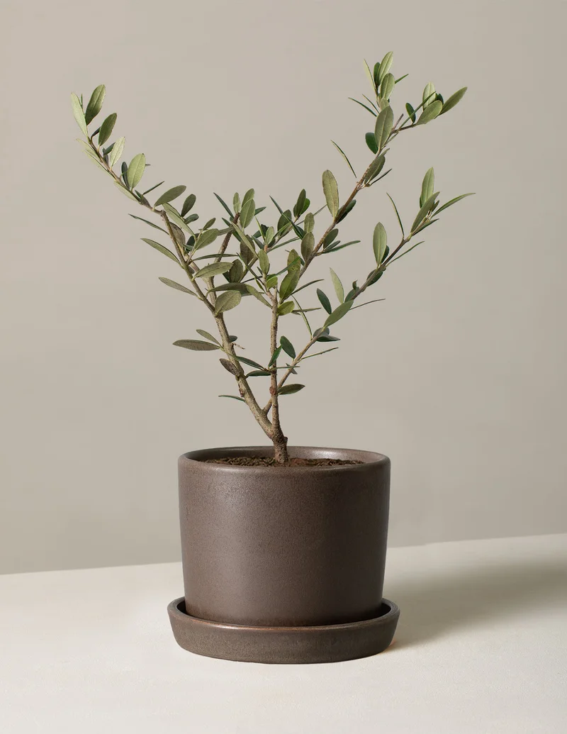 Image of Olive Hyde