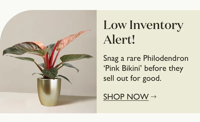 Shop The Philodendron Pink Bikini