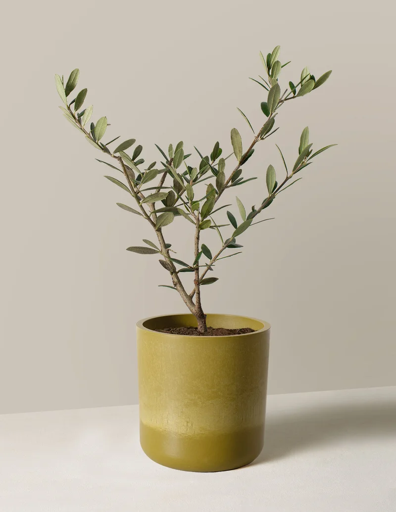 Image of Avocado Upcycled