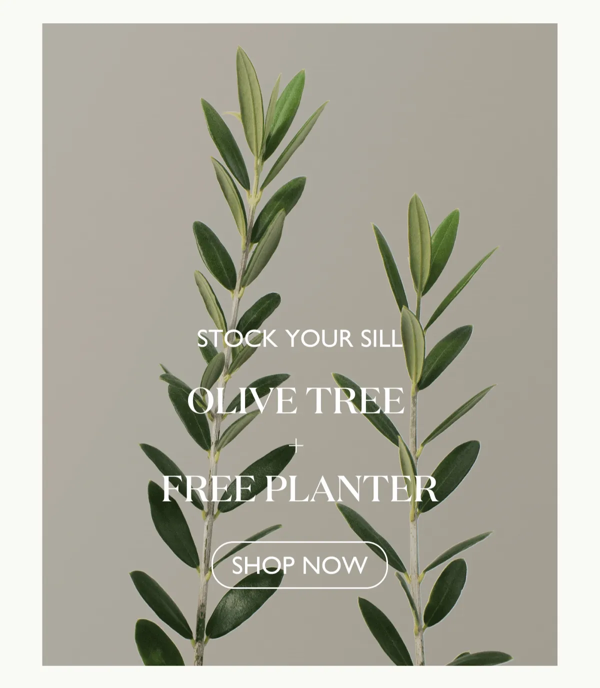 Stock Your Sill: Olive Tree + Free Planter