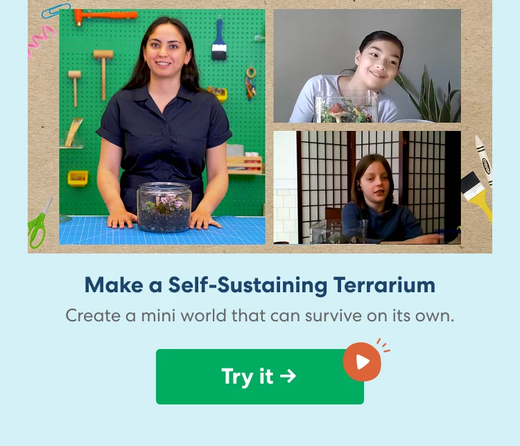 Make a Self-Sustaining Terrarium
