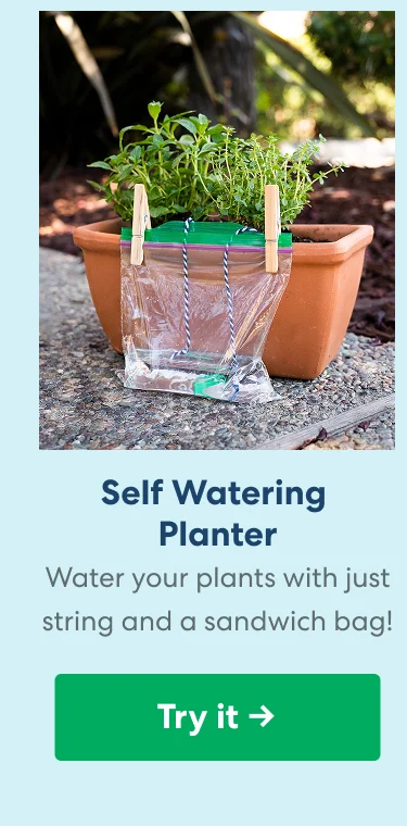 Self Watering Planter