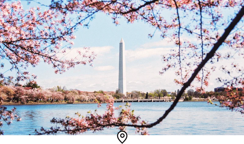 Image Description: Scenic view of the Washington Monument foregrounded by cherry blossoms