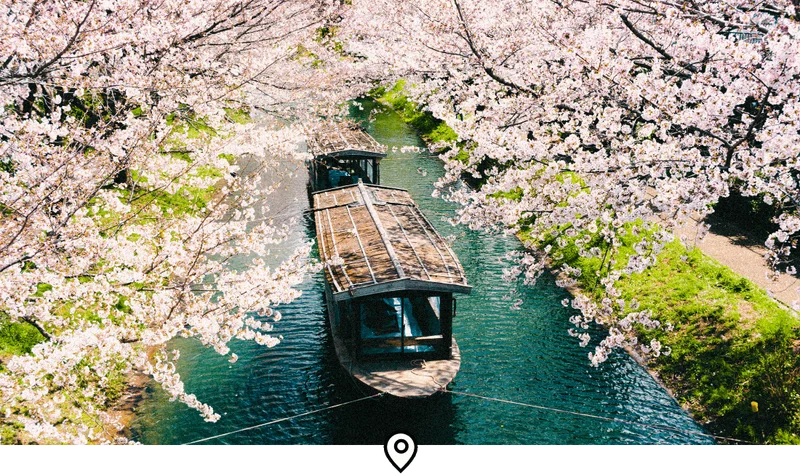 Image Description: Cherry blossoms bloom above wooden boats floating on the Uji canal in Kyoto
