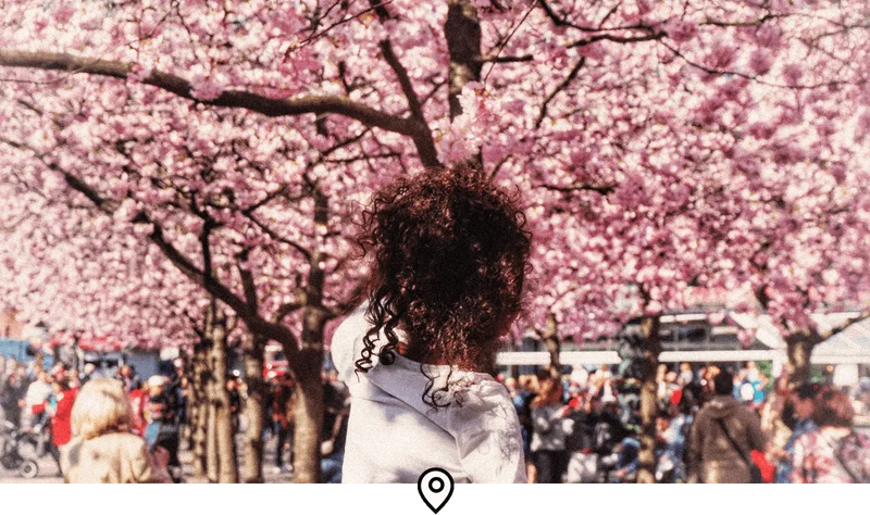 Image Description: Rear view of a child looking at cherry blossom trees in King’s Garden, Stockholm