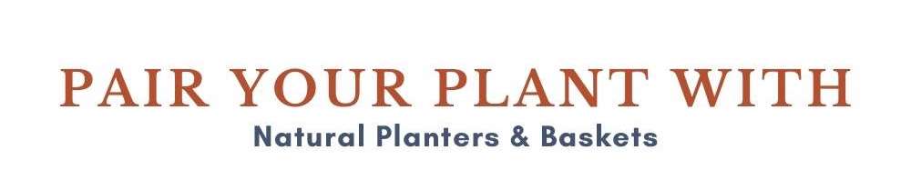 Artiplanto