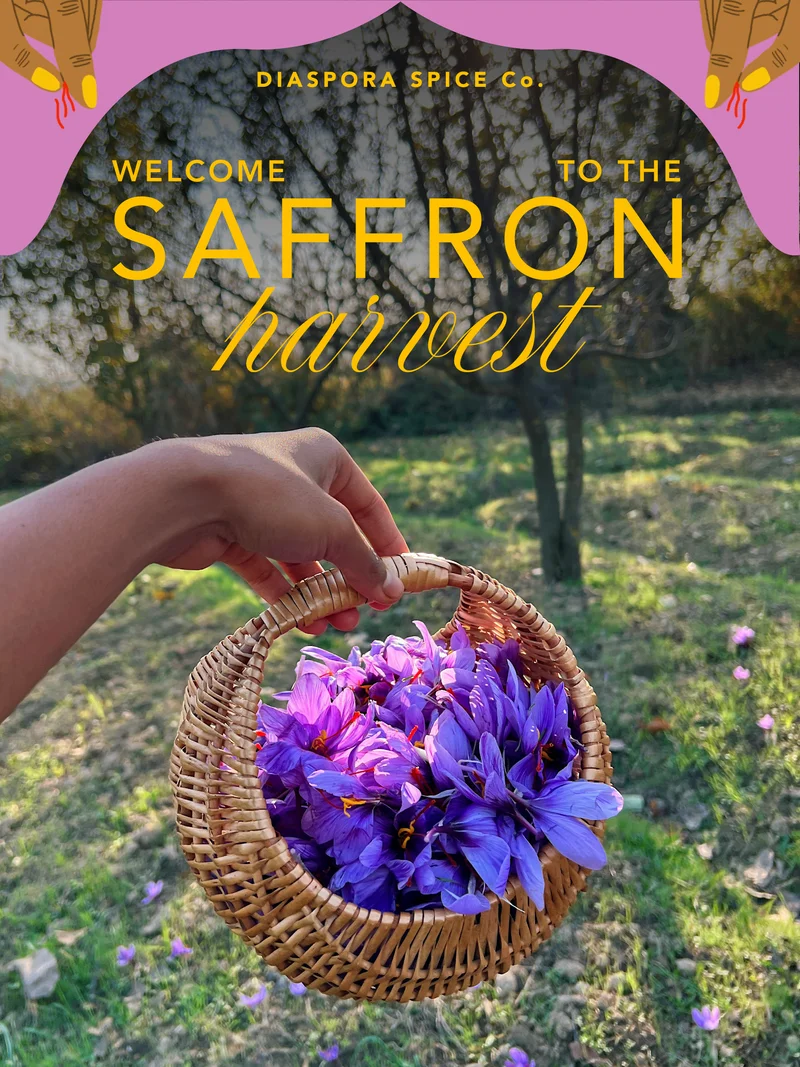 Welcome to the saffron harvest