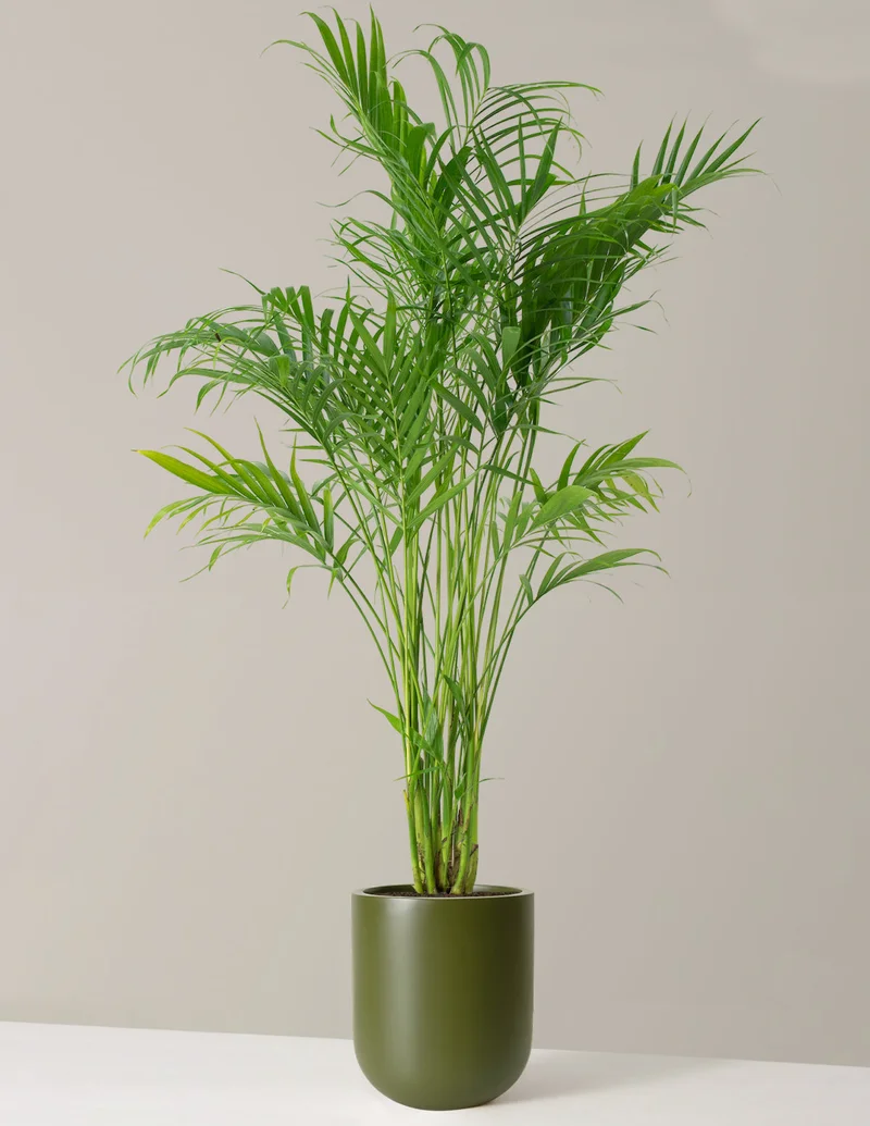 Image of Large Cat Palm