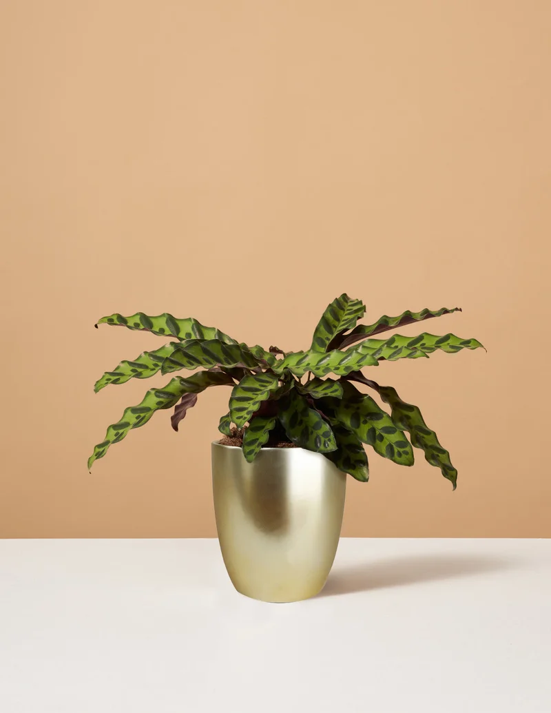 Image of Calathea Rattlesnake