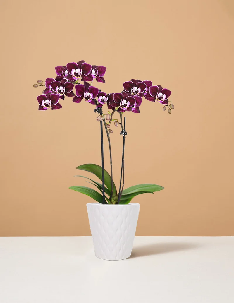 Image of Mini Orchid
