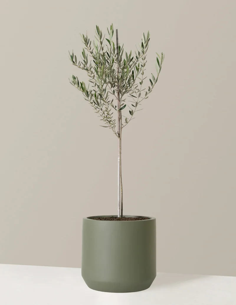 Image of Large Olive Tree
