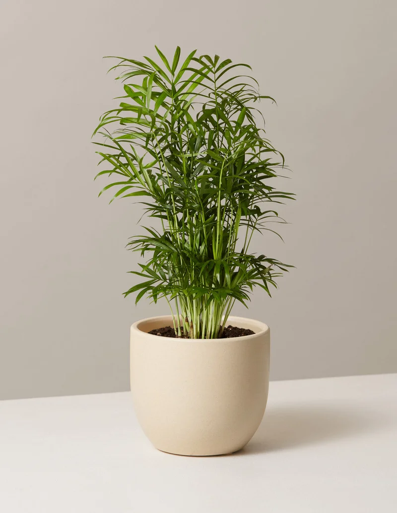 Image of Parlor Palm